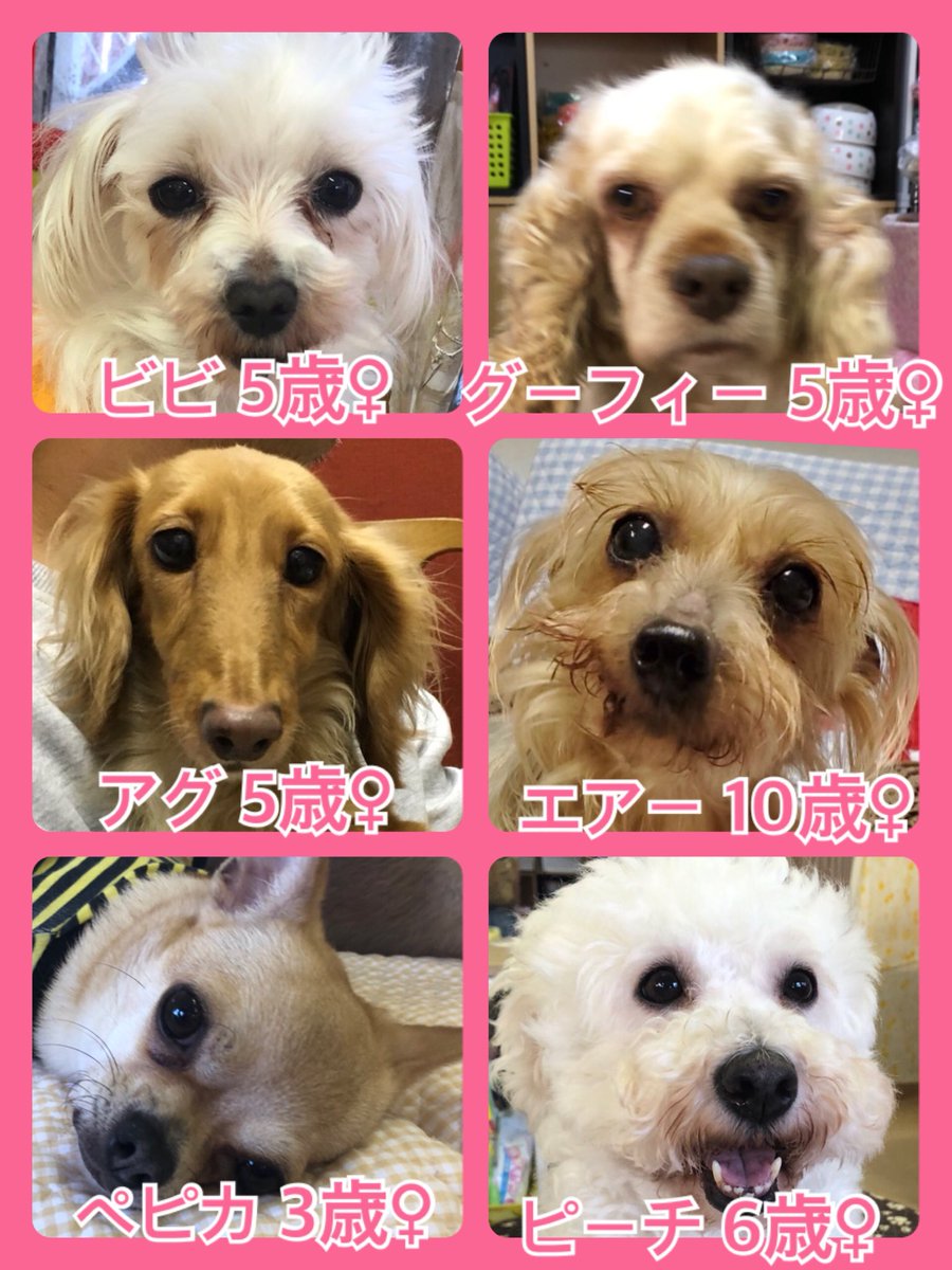 🐾今日の里親様募集中ワンコ🐶メンバーです🐾2020,4,11